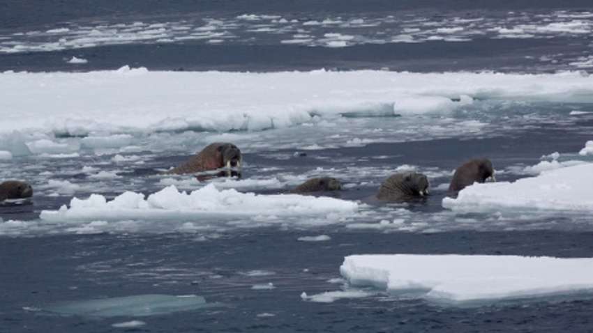 В Арктике моржиха атаковала и утопила лодку ВМФ России