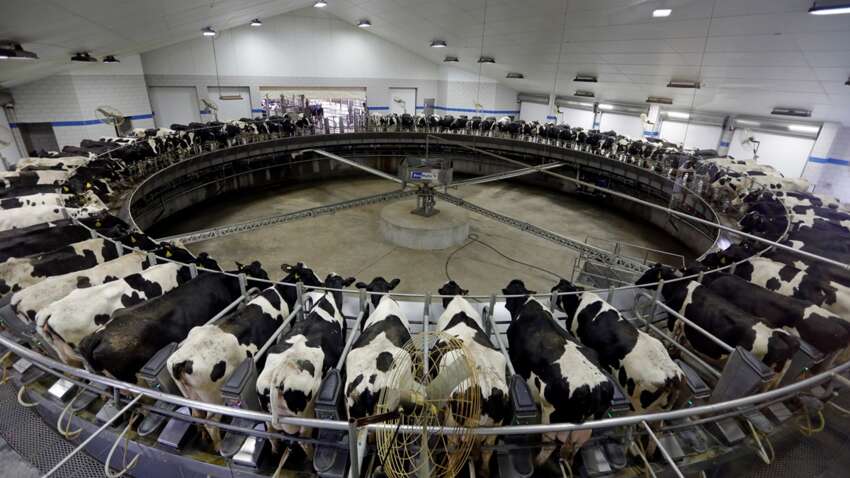 Шок для украинских фермеров и потребителей – большинство молочных хозяйств на грани закрытия Шок для украинских фермеров и потребителей – большинство молочных хозяйств на грани закрытия