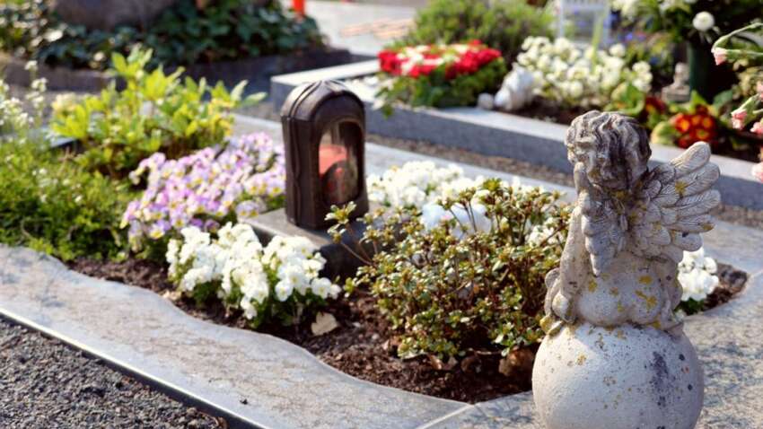Посадил и забыл: какие растения идеально подходят для кладбища Посадил и забыл: какие растения идеально подходят для кладбища