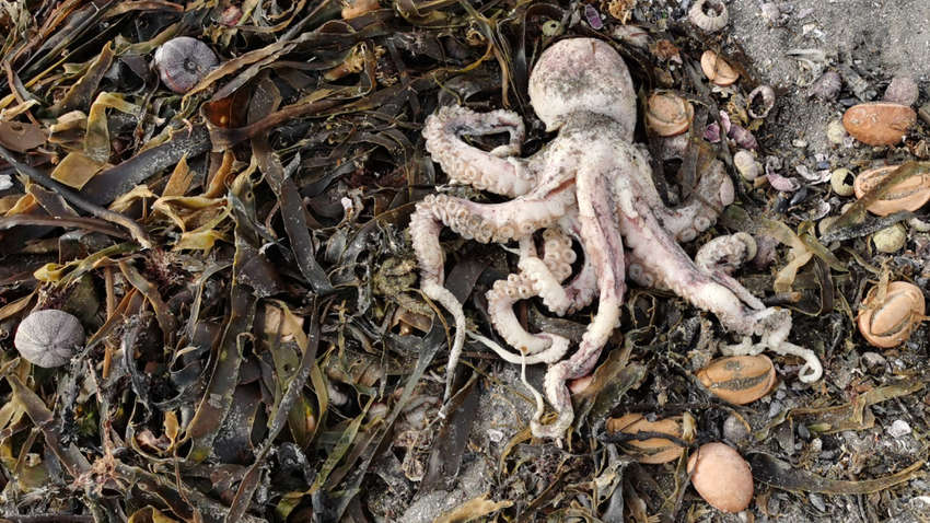 Стало известно, что могло быть причиной экологической катастрофы на Камчатке Стало известно, что могло быть причиной экологической катастрофы на Камчатке