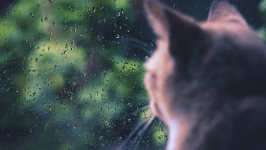 Синоптики рассказали, в каких областях Украины ожидать дожди Синоптики рассказали, в каких областях Украины ожидать дожди