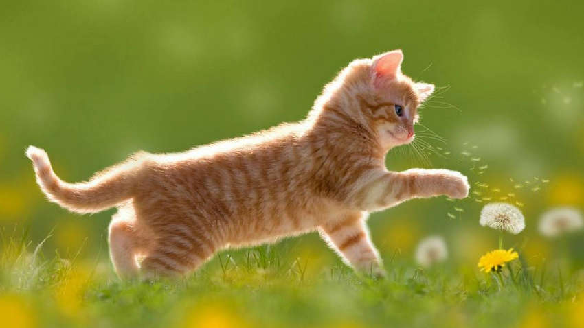 Будет ли в Украине жара в июне: какой прогноз погоды Будет ли в Украине жара в июне: какой прогноз погоды