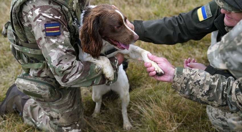 «Військовослужбовці ЗСУ відловлюють і їдять безпритульних собак»: що відомо