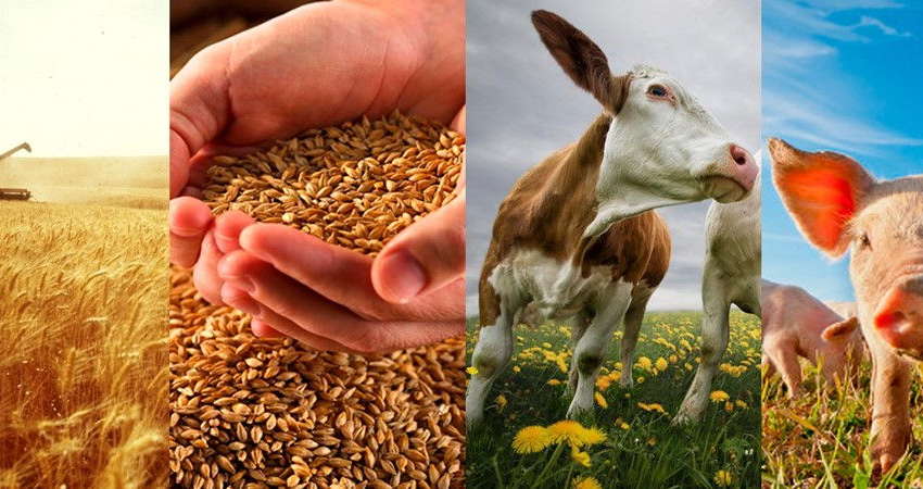 Експорт продукції АПК з України збільшився на 19%