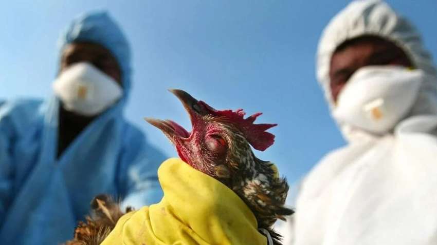 Слідом за коронавірусом Китай накрив  ще і пташиний грип