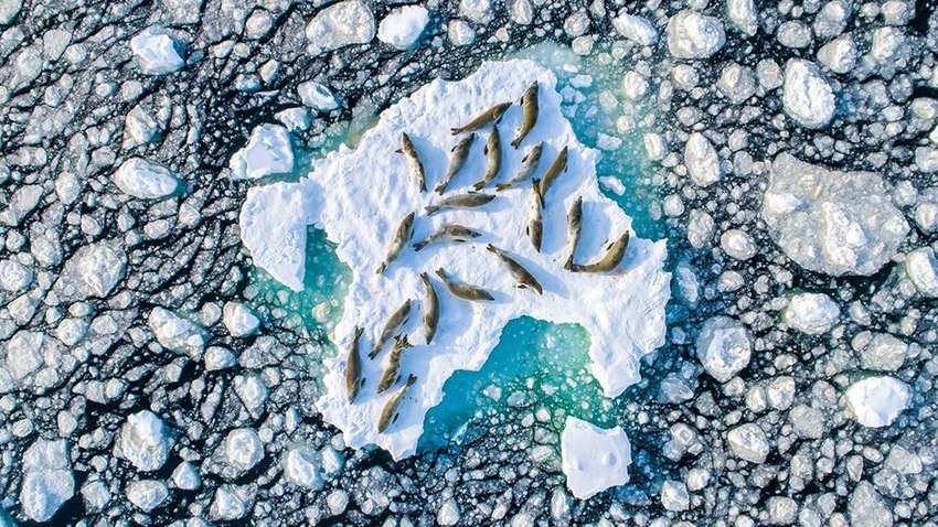 Желто-синий пейзаж, тюлень на льду и хрупкая стрекоза: топ-15 лучших фотографий дикой природы