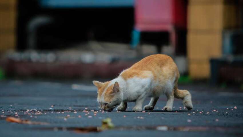 Бродячих котів і собак дозволили стріляти: країна шокована рішенням громад