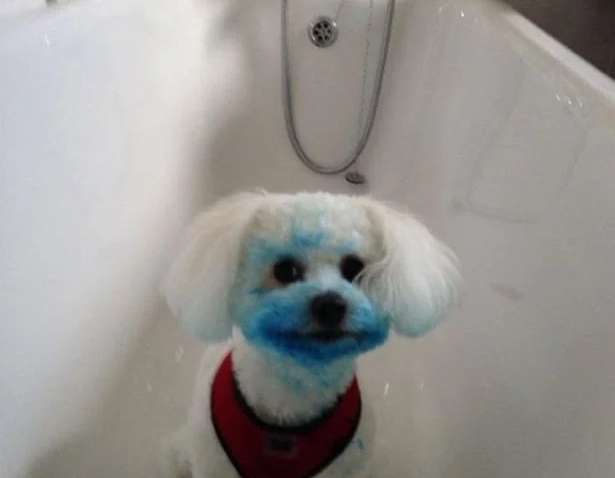 Восемнадцать фотографий домашних питомцев, пошедших наперекор хозяевам и застигнутых на месте преступления