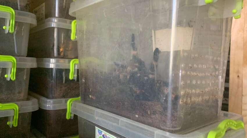 В Харькове целый дом атаковали муравьи: что обнаружили в одной из квартир В Харькове целый дом атаковали муравьи: что обнаружили в одной из квартир