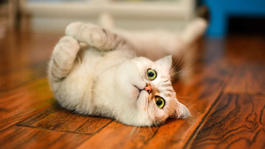 30 доказів того, що коти — це рідина: добірка кумедних ФОТО 30 доказів того, що коти — це рідина: добірка кумедних ФОТО