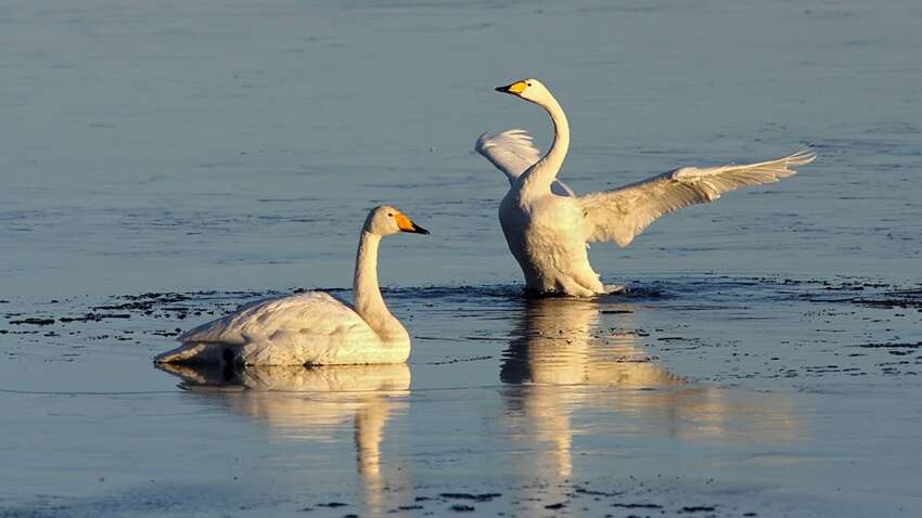 Удивительное спасение произошло на Харьковщине (ВИДЕО) Удивительное спасение произошло на Харьковщине (ВИДЕО)