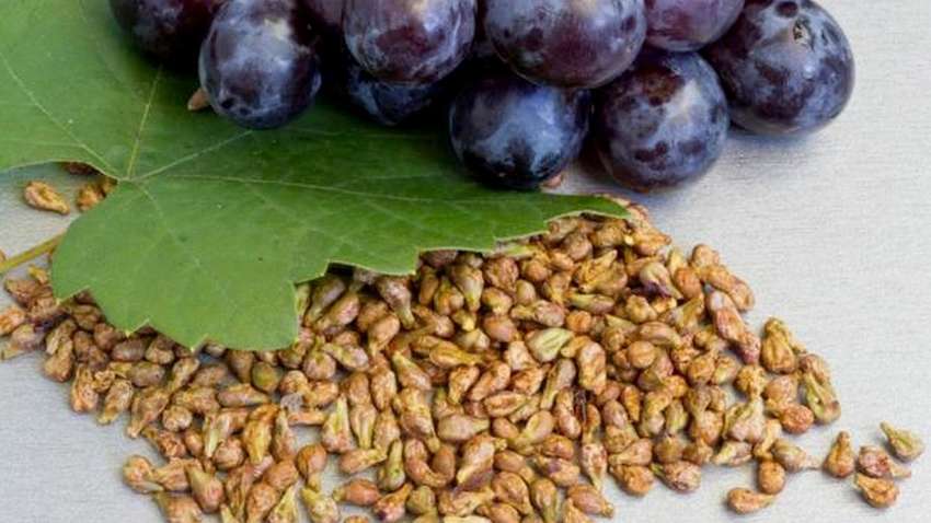 Ученые рассказали, чем полезны виноградные косточки