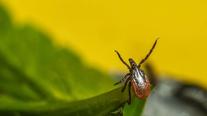 Як правильно зняти кліща з тіла та що робити з ним далі Як правильно зняти кліща з тіла та що робити з ним далі
