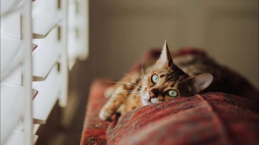 Чи передається лінь у спадок