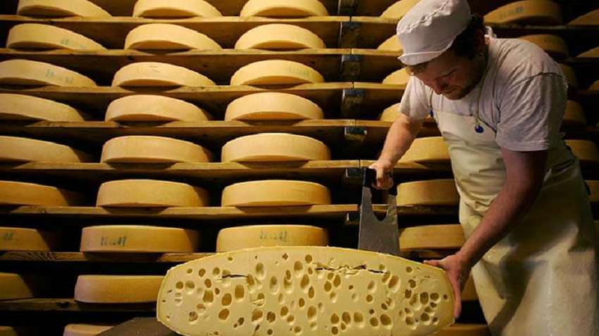 Импорт сыров в Украину увеличился в 1,5 раза