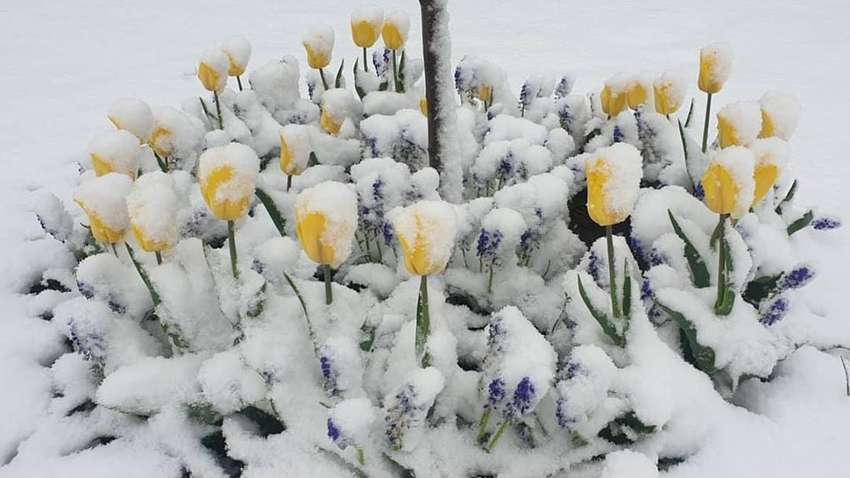 Майский снеговик, цветы в снегу и заснеженные поля: появились впечатляющие фото и видео снегопада в Европе