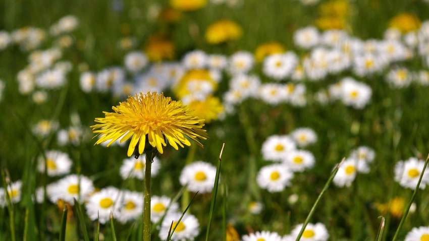 Погода в Україні на 24 травня: у які області прийде потепління