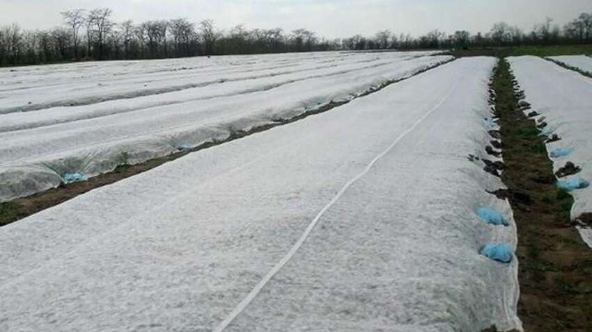 Сусіди ще чекають тепла, а ви вже копатимете молоду картоплю: як посадити у березні під агроволокно і зібрати врожай на місяць раніше Сусіди ще чекають тепла, а ви вже копатимете молоду картоплю: як посадити у березні під агроволокно і зібрати врожай на місяць раніше