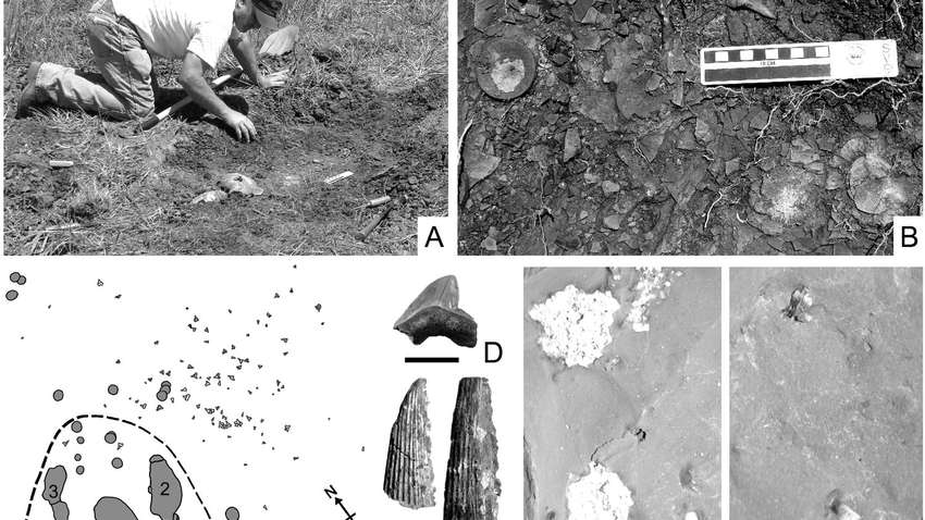 Ученые из США обнаружили неизвестный вид акул