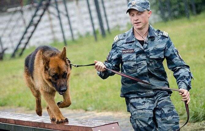 Російські кінологи тепер теж під санкціями: що відомо