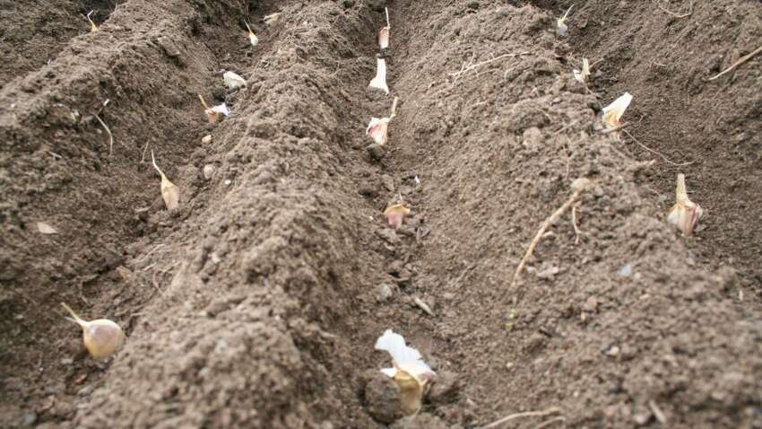 Осенняя посадка чеснока и лука: время еще есть – успейте до 20 ноября