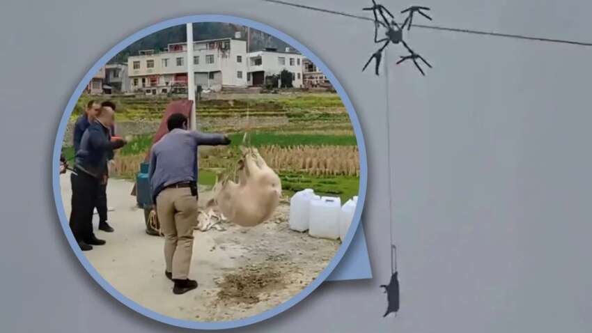 Летюча свиня спричинила блекаут у Китаї (ВІДЕО)