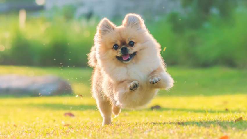 П’ять порід маленьких собак: які з них ідеально підійдуть вам П’ять порід маленьких собак: які з них ідеально підійдуть вам