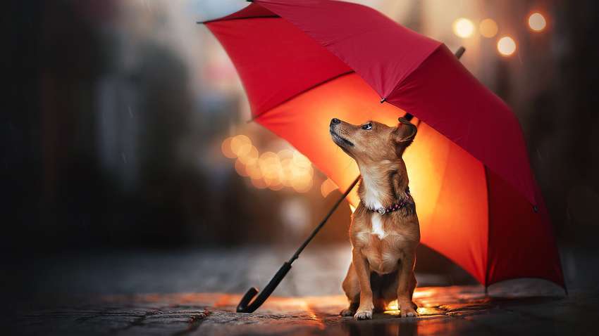 Украину зальет дождями: в каких областях ожидаются осадки