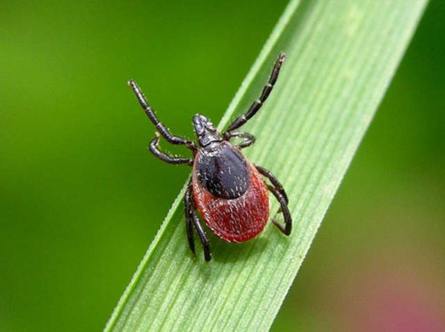 Супрун пояснила українцям, що робити при укусі кліща