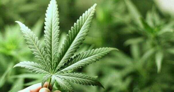 Революция в сфере аграрной политики: Украина запускает электронную систему