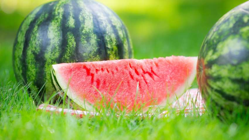 Українські фермери виростили гігантський кавун (ФОТО)