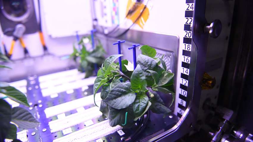 В NASA показали перець, що виріс в космосі