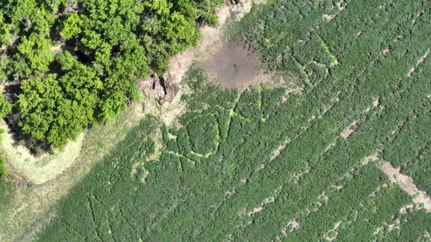 Оккупанты вытоптали на засеянном поле в Украине слово "х*хлы" (ФОТО)