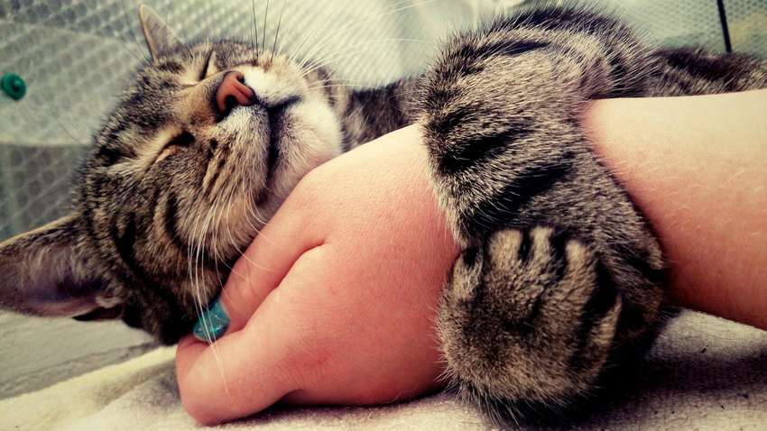 ТОП-10 лучших подарков для кота, которые заставят его полюбить вас еще больше (Фото) ТОП-10 лучших подарков для кота, которые заставят его полюбить вас еще больше (Фото)