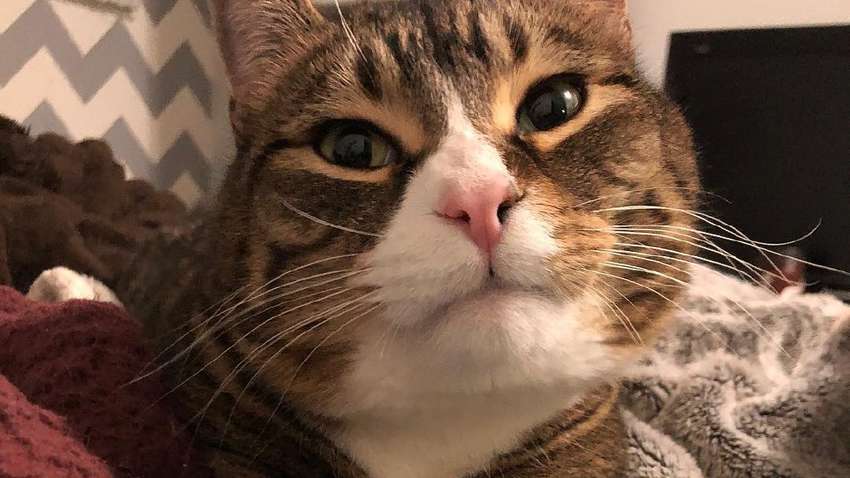 Повторять за мамой: соцсети любуются дружелюбным котом (ВИДЕО)