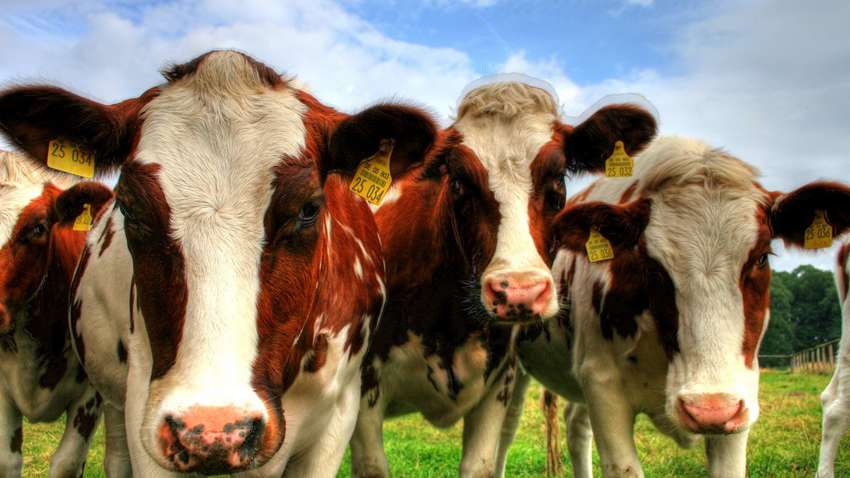 Фермерам дали 250 млн гривен на содержание коров