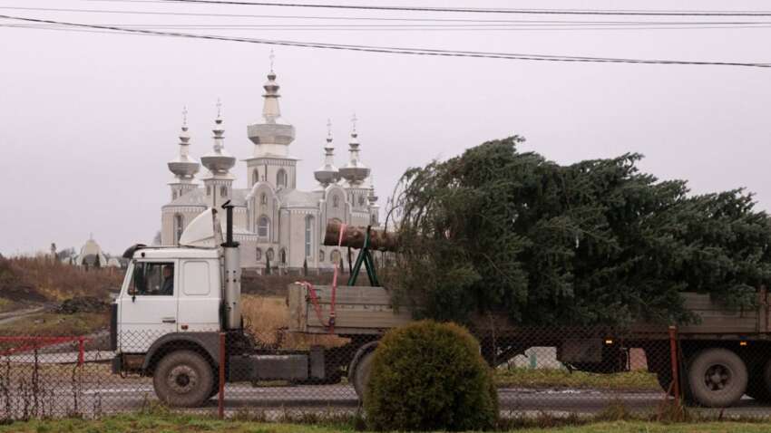 Во Львове устанавливают главную елку: кто ее подарил городу