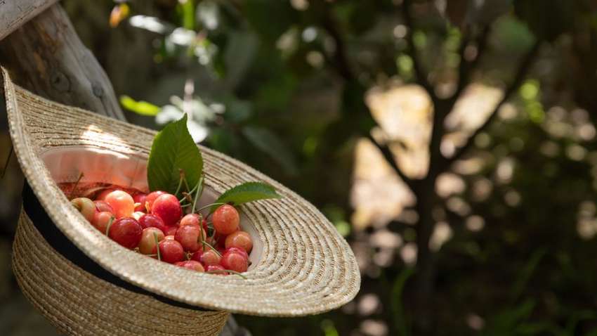 Святкові традиції 26 червня: від суниці до захисту худоби Святкові традиції 26 червня: від суниці до захисту худоби