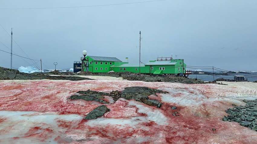 Украинская антарктическая станция «Академик Вернадский» оказалась в малиновом снегу
