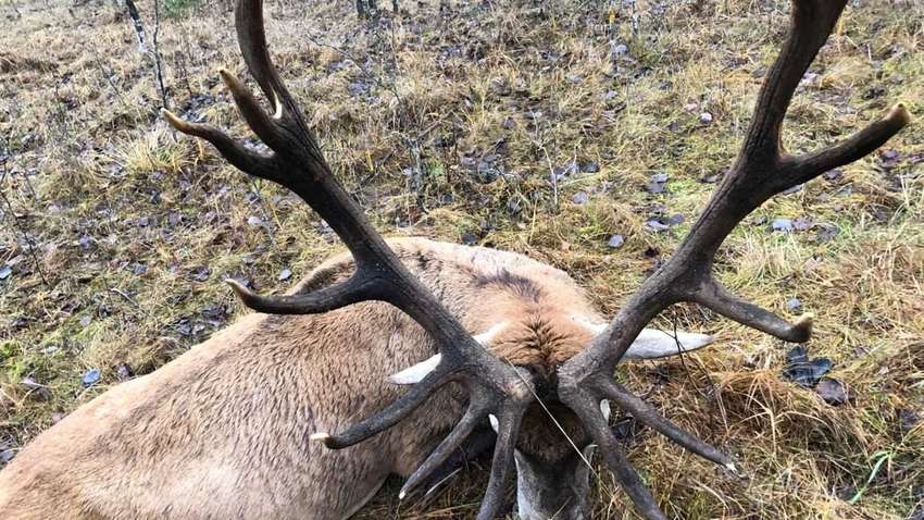 “Нельзя запретить трофейную охоту»: ученые