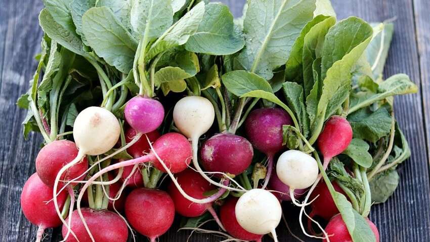 Посадіть це вже зараз: 5 культур, які дадуть ранній урожай навесні Посадіть це вже зараз: 5 культур, які дадуть ранній урожай навесні