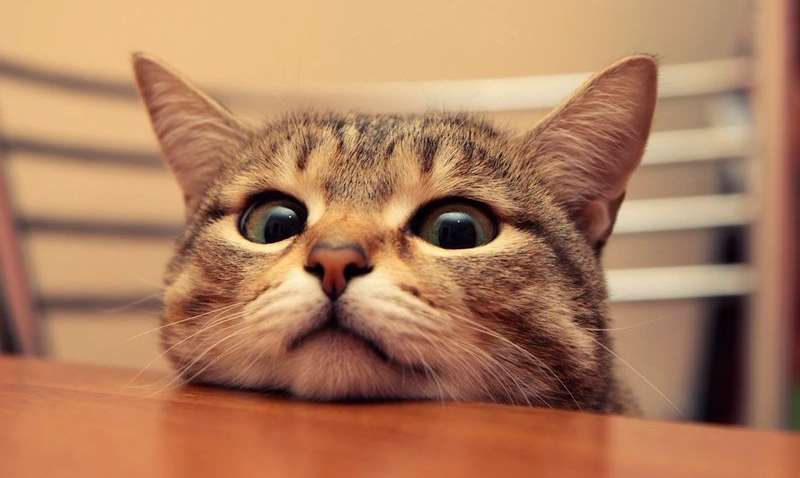 15 фото кошек, которые не оценили подарков от хозяев 15 фото кошек, которые не оценили подарков от хозяев