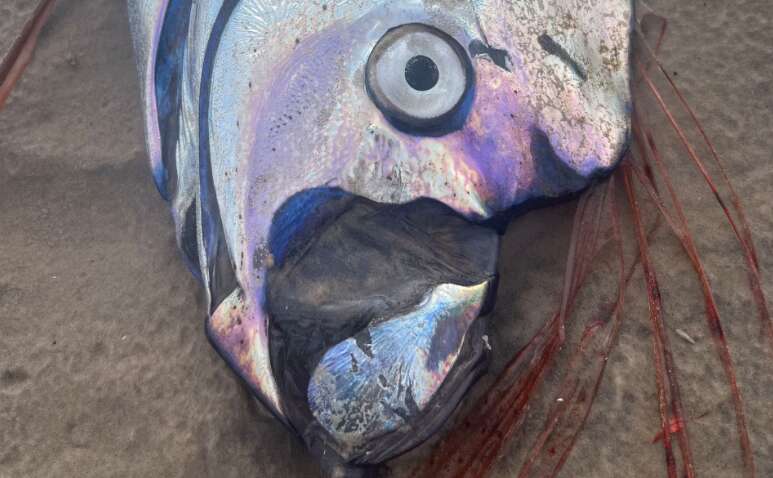 "Рыба Судного дня" выбросилась на берег: считается, что она предвещает катастрофу "Рыба Судного дня" выбросилась на берег: считается, что она предвещает катастрофу