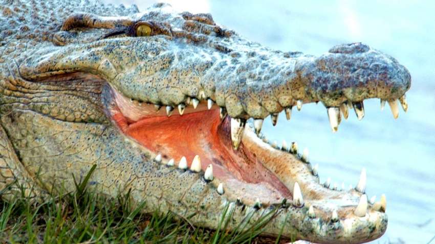 В австралійському лісі голий чоловік кілька днів ховався на дереві від поліції і крокодилів (ВІДЕО)