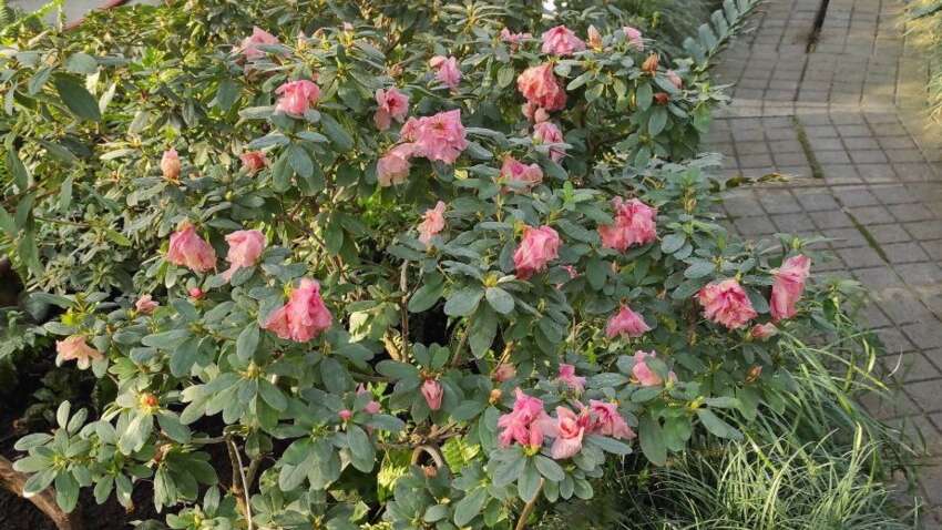 Катастрофа в сердце Киева: в ботсаду из-за обесточивания замерзают уникальные тропические растения