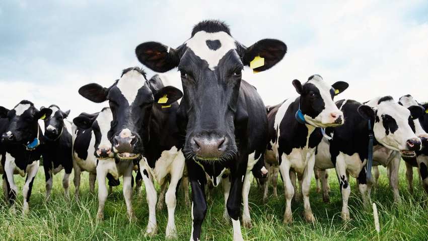 Коровы откладывают яйца: результат опроса среди британских школьников шокировал