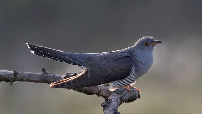 Не кукуй и не кукух: украинцы всю жизнь путают название самца кукушки — вот правильный вариант