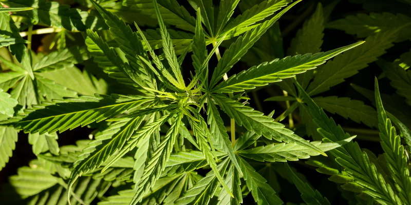 Нижняя палата парламента Франции одобрила закон о медицинской марихуане