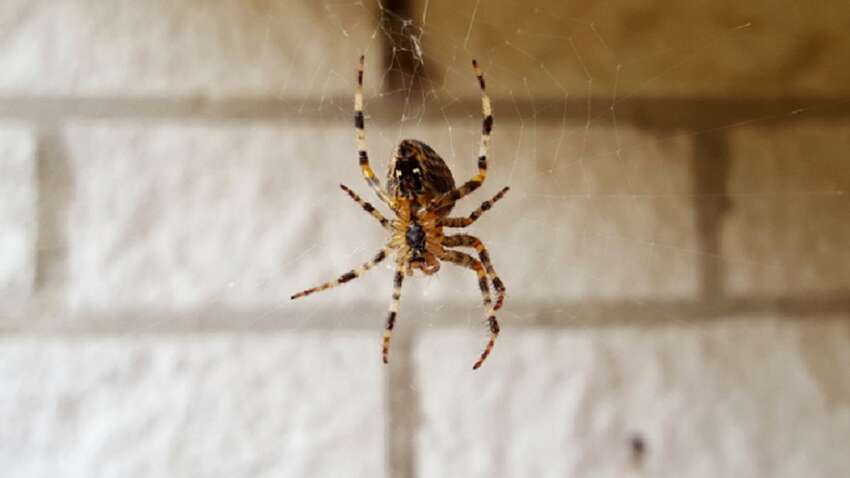 Павуки швидко втечуть з оселі: секрет у поширених інгредієнтах