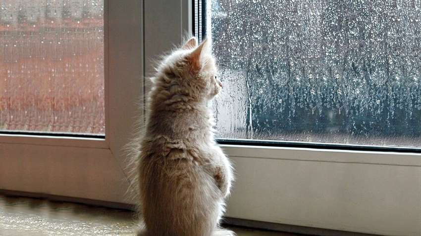 Погода в Украине на 12 апреля: в каких областях пройдет дождь со снегом Погода в Украине на 12 апреля: в каких областях пройдет дождь со снегом